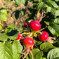 Rose Hips Rugosa Rose (Rosa Rugosa)