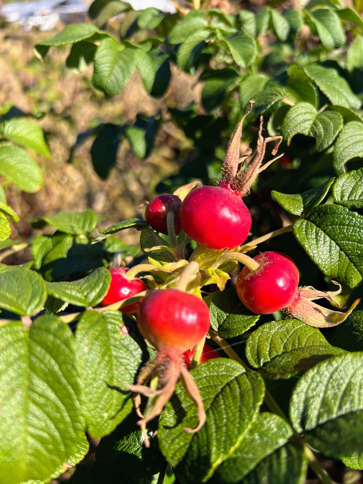 Rose Hips Rugosa Rose (Rosa Rugosa)