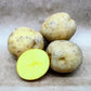 Satina: A High-Yielding potato with German Heritage