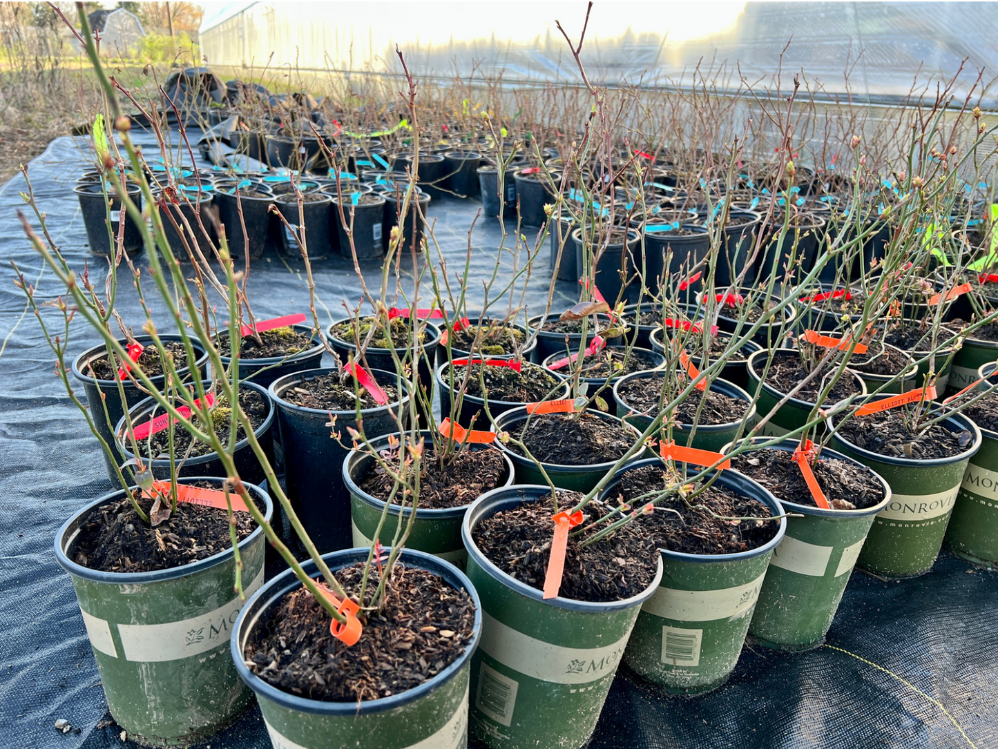 Pink Lemonade Blueberry Plant (Local Pickup Only - NO SHIPPING)