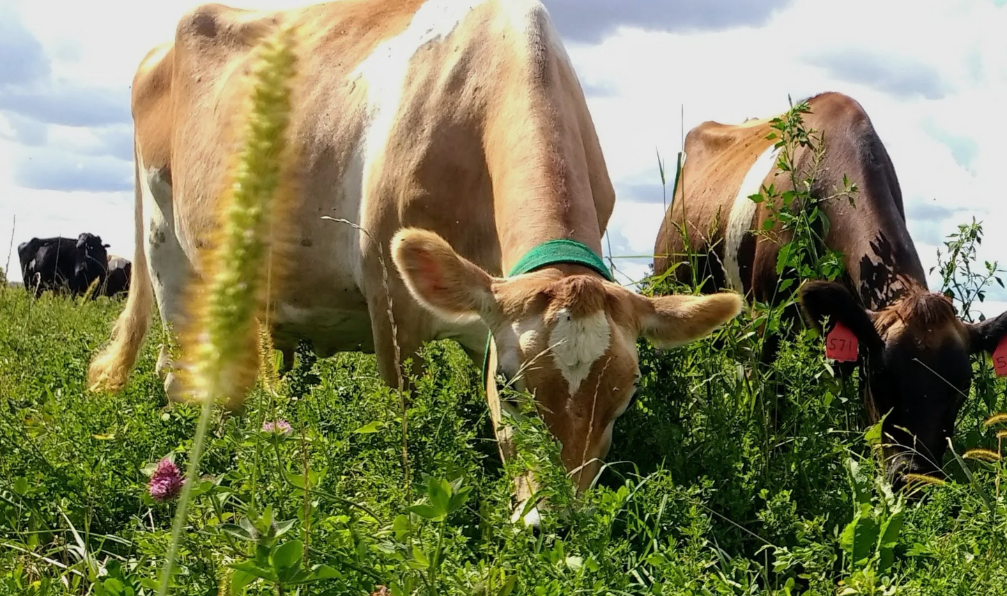 Bulk Ground Beef Package