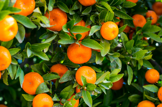 Satsuma Mandarin - seedless, juicy snacks