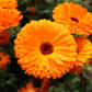 Calendula Plant (Calendula officinalis)