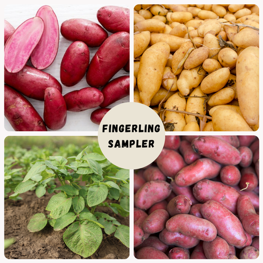 Fingerling Potato Sampler