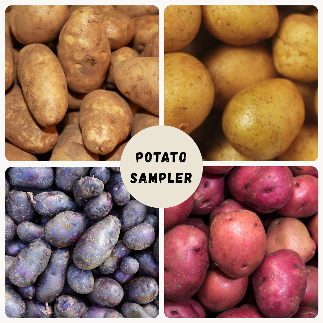 Potato Sampler – The Farm On Central