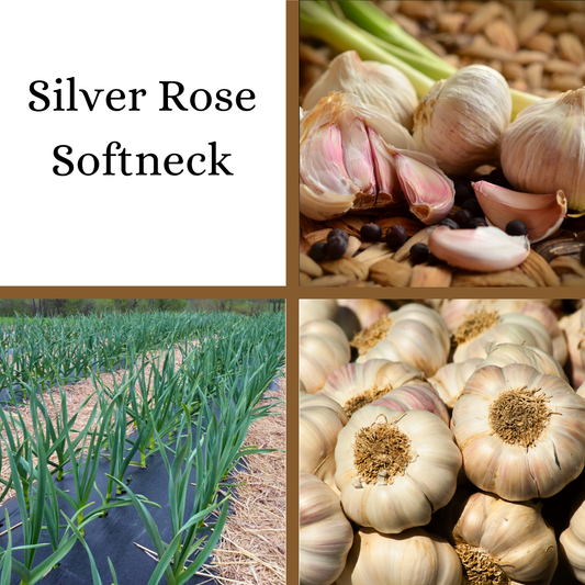 PRE-ORDER: Silver Rose Softneck Garlic