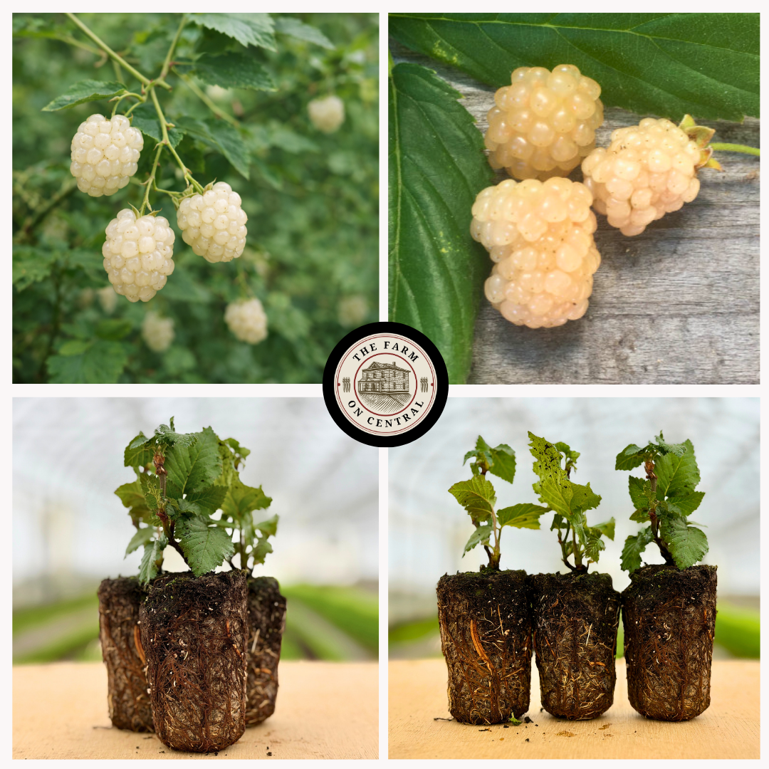 Snowbank Blackberry Plug