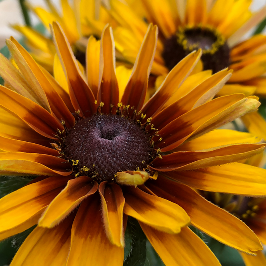 Rudbeckia hirta 'Cherokee Sunset'