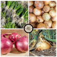 Short Day Onion Bundle