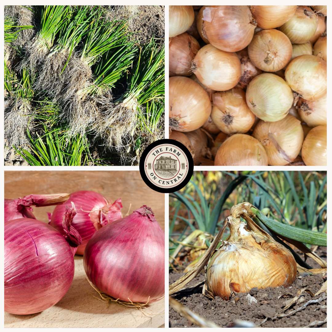 Short Day Onion Bundle