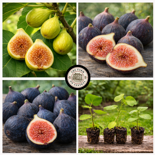 Southern Fig Trio 