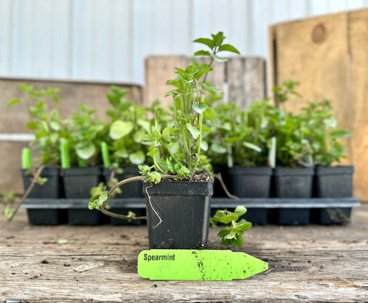 Spearmint Plant (Mentha spicata)