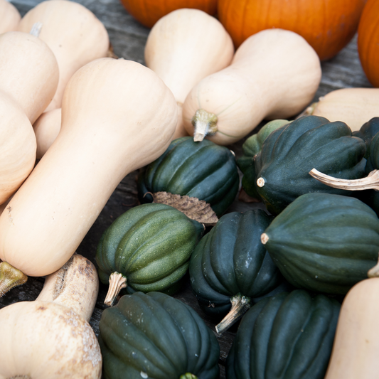 Acorn Squash, Starry Night