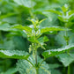 Nettle Plant (Urtica dioica)