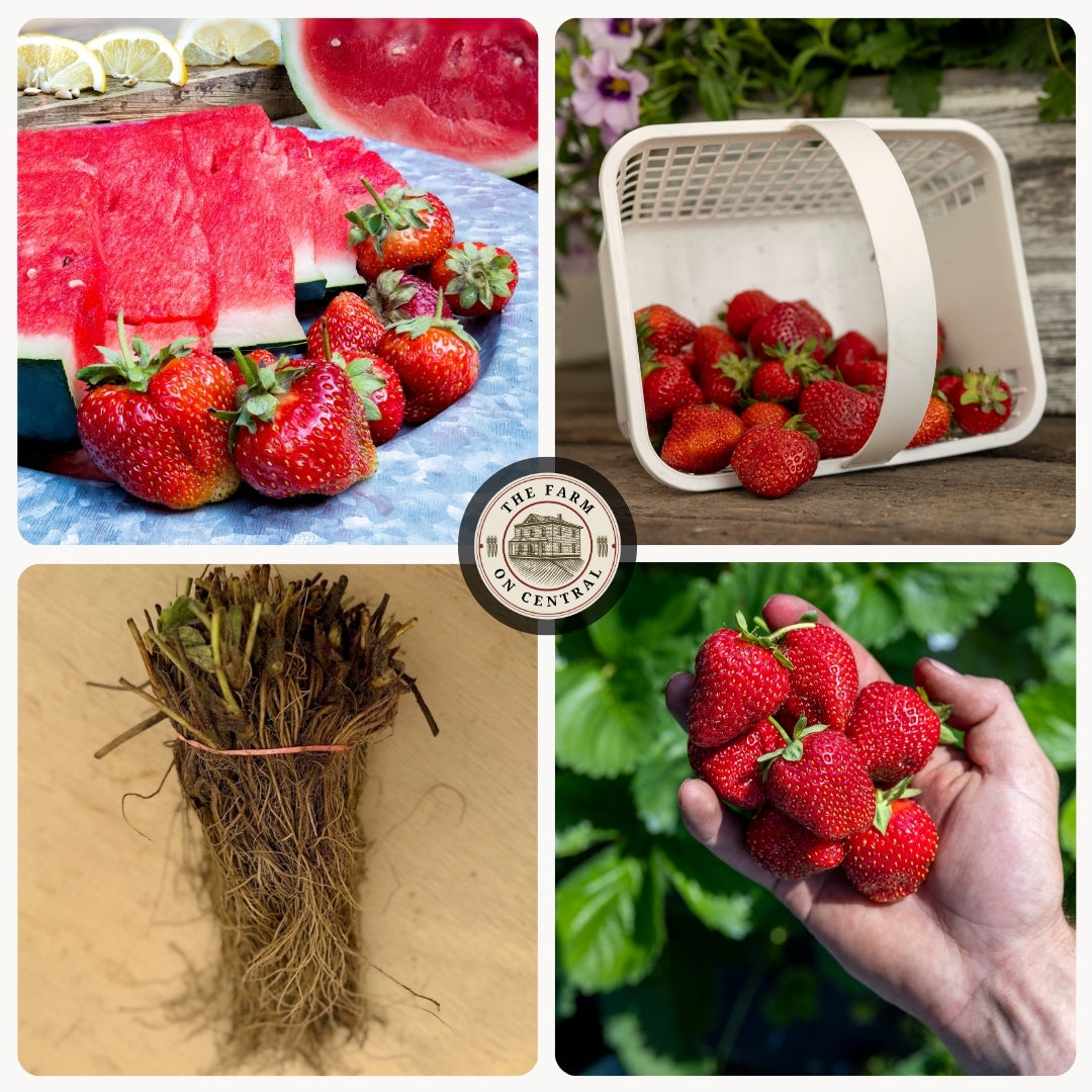 grid of images of strawberries and a bundle of bare root strawberry plants