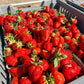 Preorder Cabot Strawberry Plants- Fall Planting for Spring Harvest