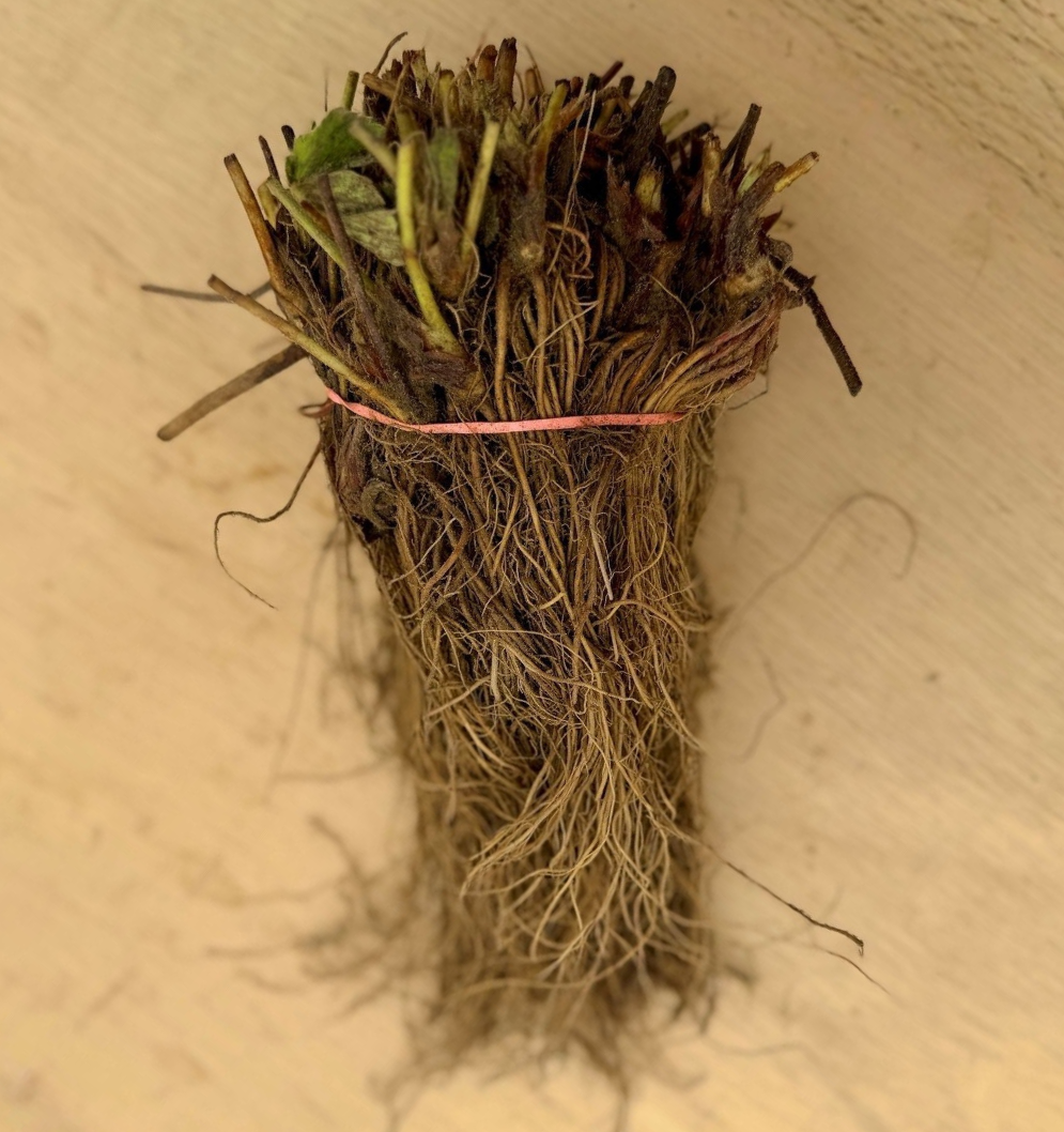 Strawberry Bare Root Plants