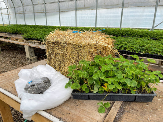 Chandler Strawberry Kit ~ For Fall Planting