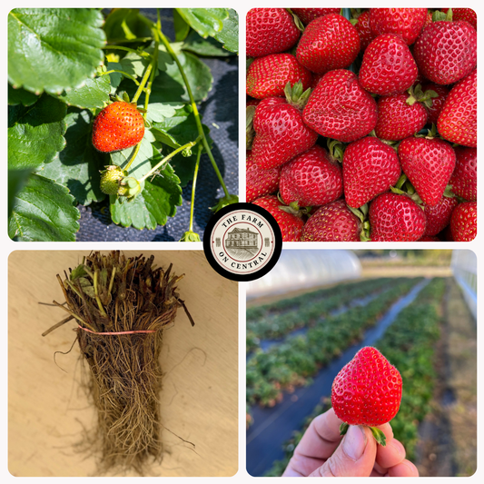 Earliglow Strawberry Plants – The First Taste of Summer