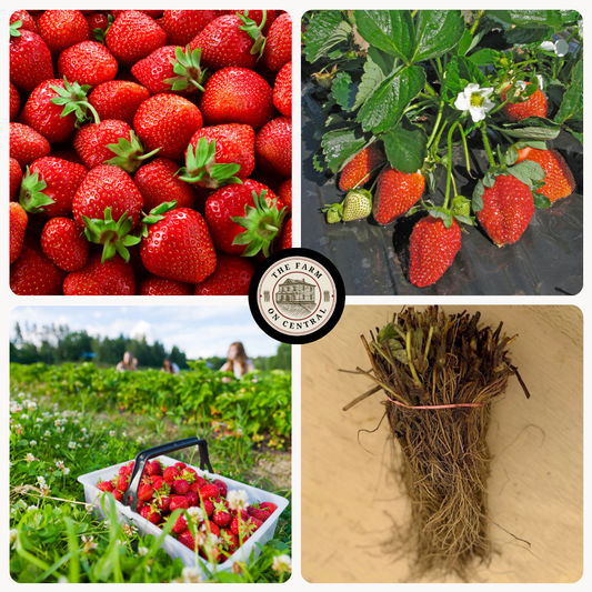 Mara Des Bois Everbearing Strawberry Plants