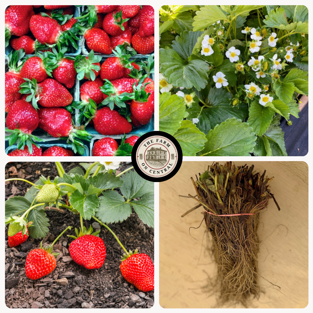 Jewel Strawberry Plants