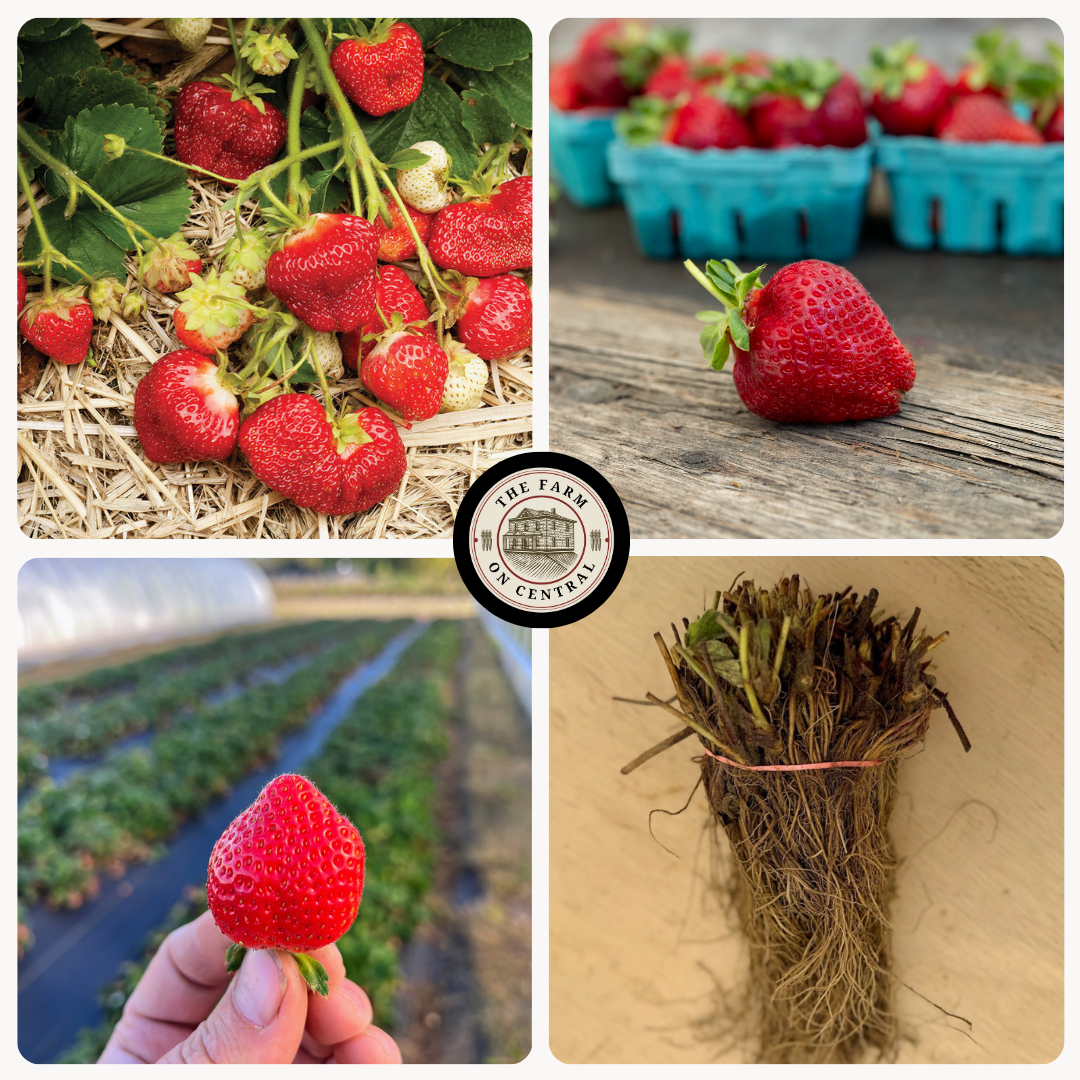 Albion Strawberry Plants