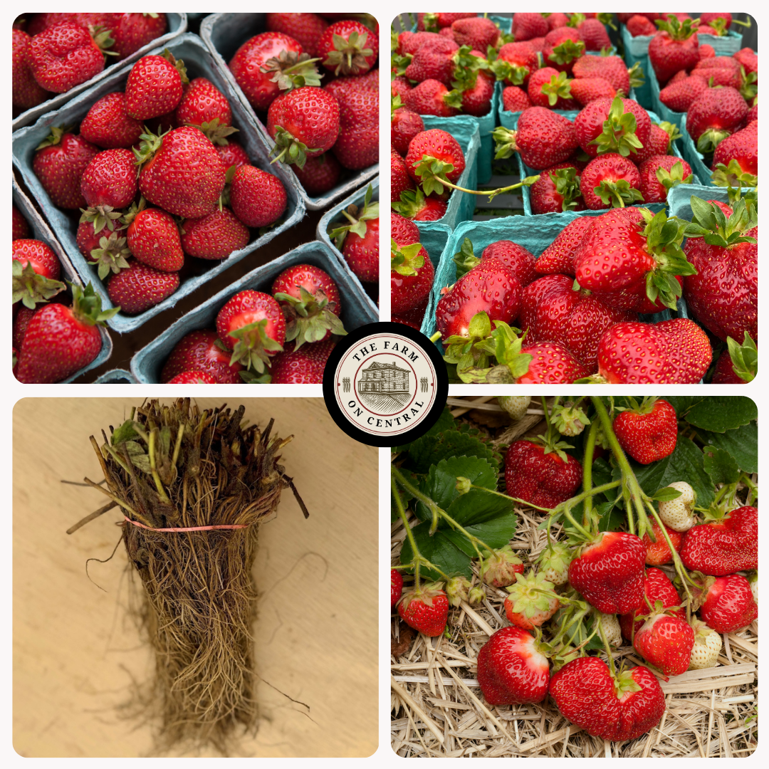 Galletta Strawberry Plants - 25 Bare Root, June Bearing, Super Hardy & Vigorous, Sweet Summer Fruit