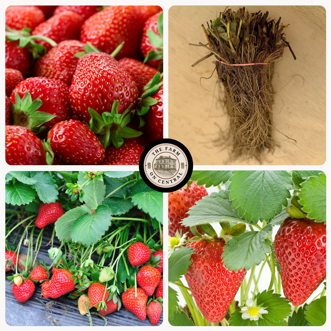 Sparkle Strawberry Plants
