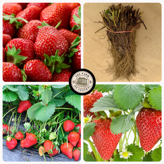 Sparkle Strawberry Plants