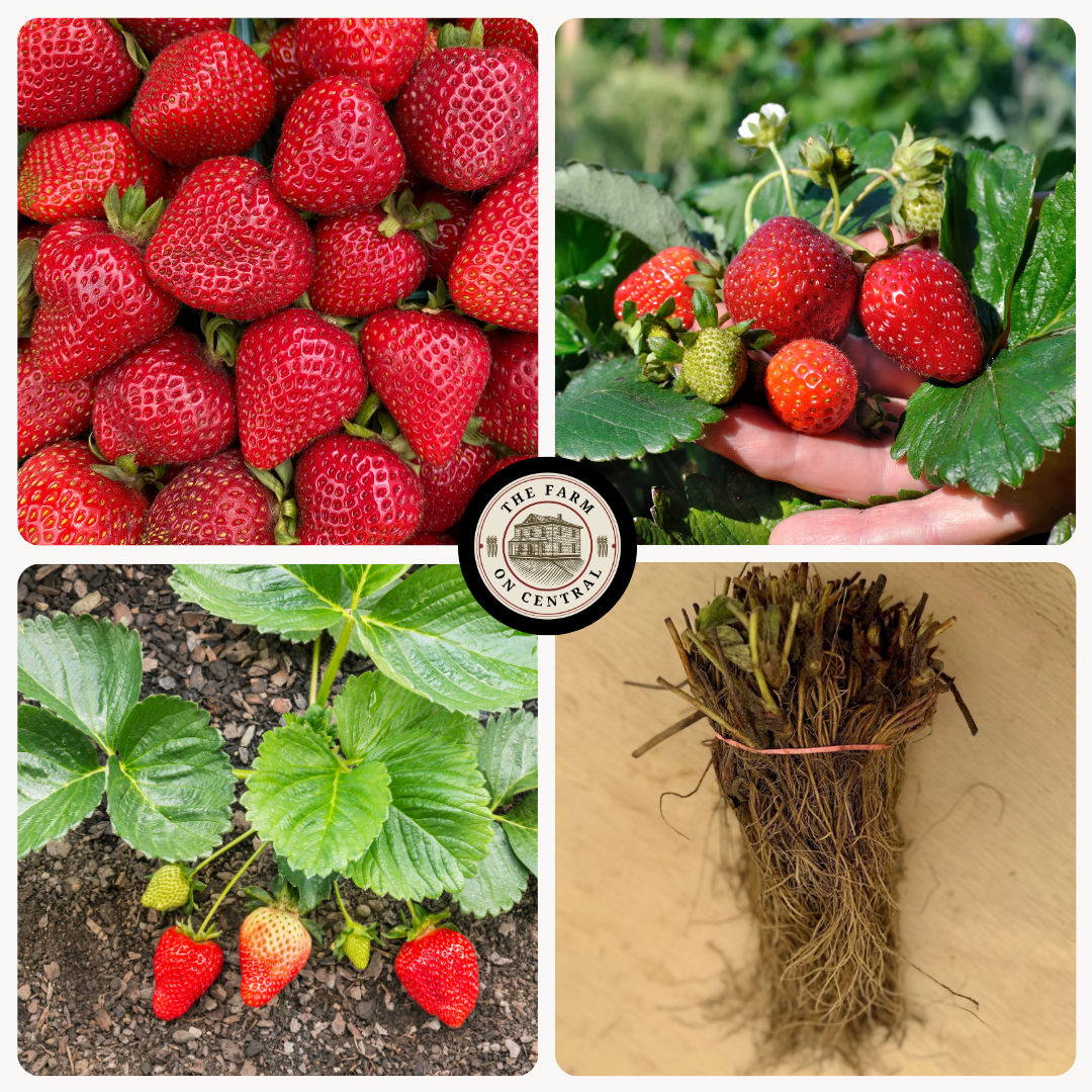 Malwina Strawberry Plants