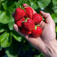 Preorder Cabot Strawberry Plants- Fall Planting for Spring Harvest