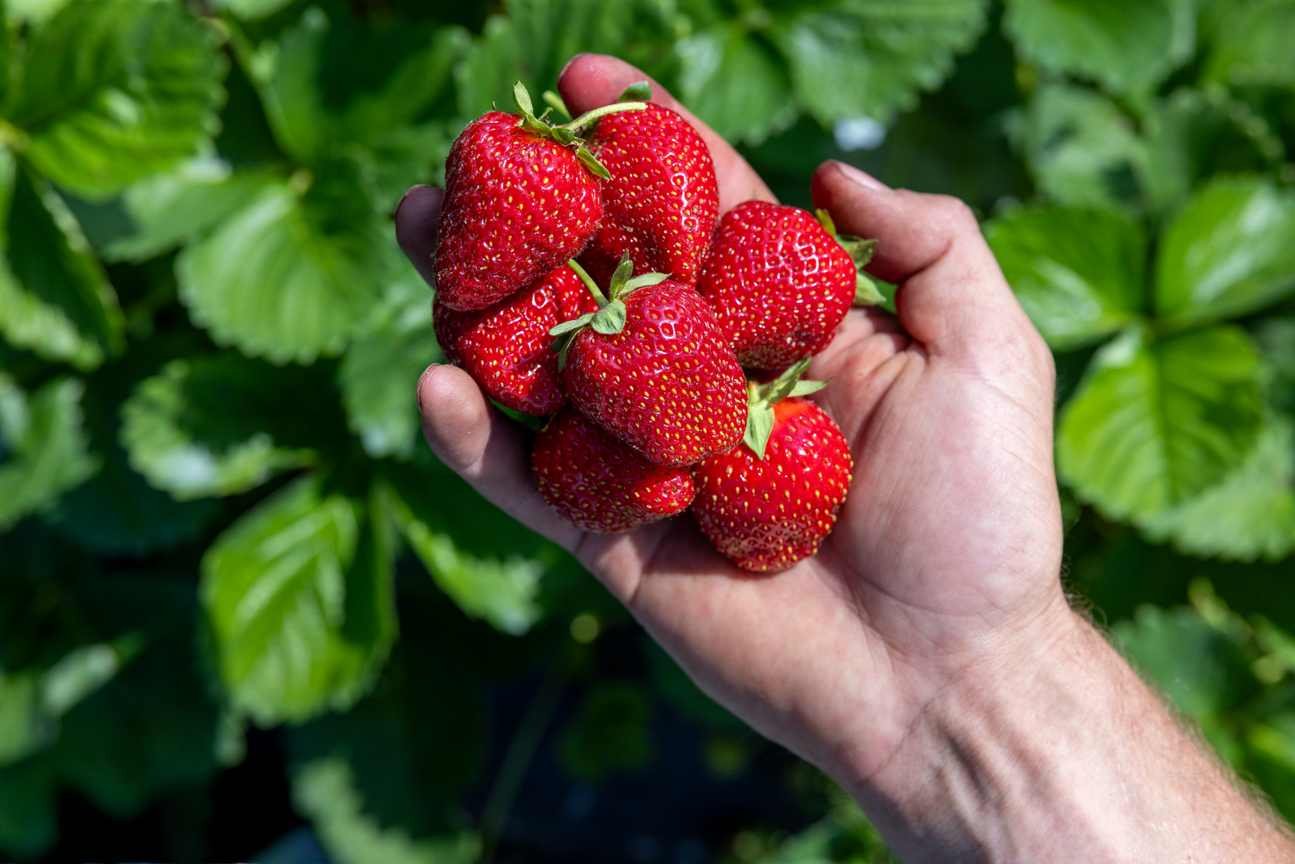 Preorder Galletta Strawberry Plants- Fall Planting for Spring Harvest