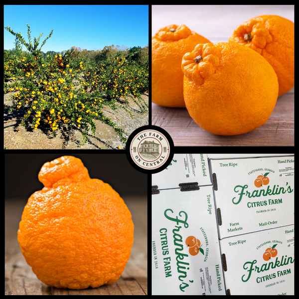 OrangeSunshine BULLSEYE OF BEING 希少 Shiranui Orange - The honeycrisp of citrus – The Farm On Central