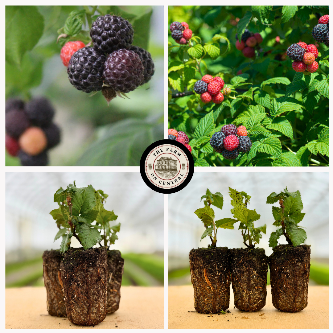 Thronless Raspberry Plants Tahi Thornless Black Raspberry – The Farm On Central