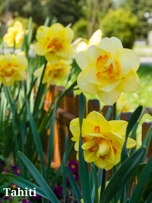 Tahiti Narcissus Bulbs