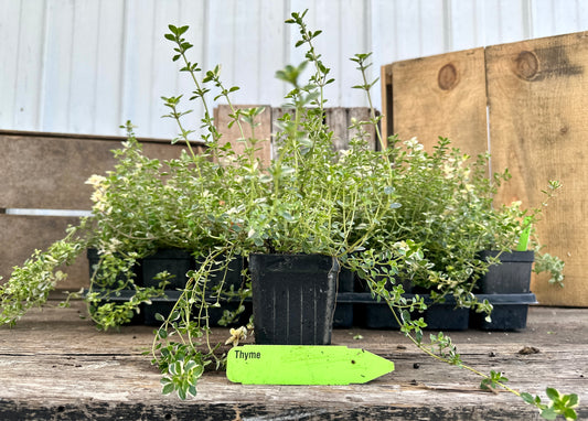 Foxley Thyme Plant (Thymus pulegioides 'Foxley')