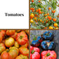 Tomato, Granadero