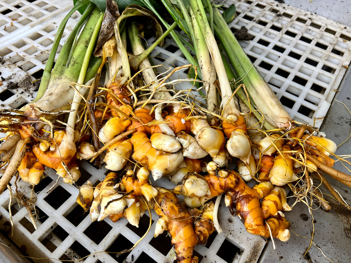 Turmeric Seed Rhizomes (Sample Packs) – The Farm On Central
