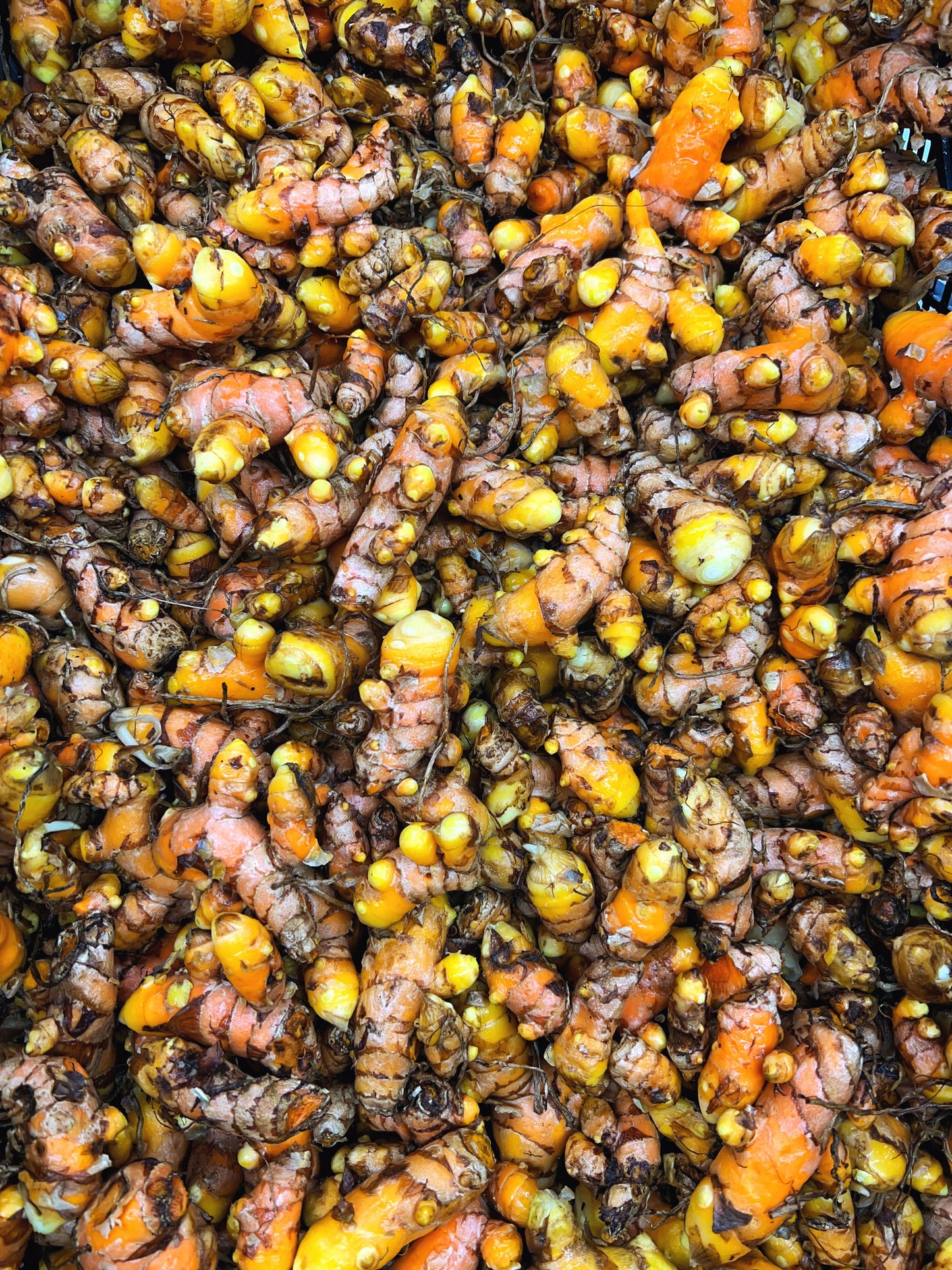 Turmeric (For Seed and Culinary)