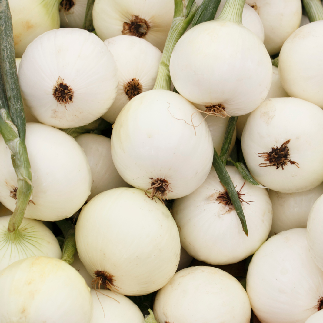 Bare Root Onion Plants - Spring Planting – The Farm On Central