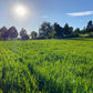 Winterkill Cover Crop Mix: Revitalize Your Soil Naturally