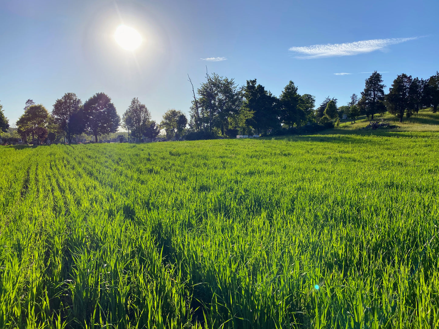 Winterkill Cover Crop Mix: Revitalize Your Soil Naturally