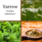 Yarrow Bareroot Plant (Achillea millefolium)