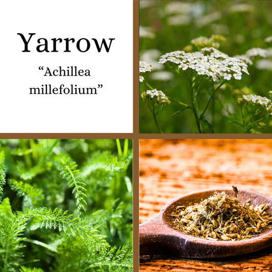 Yarrow Bareroot Plant (Achillea millefolium)