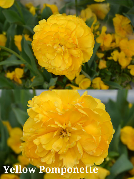 Yellow Pomponette Tulip Bulbs