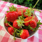 AC Valley Sunset Strawberry Plugs