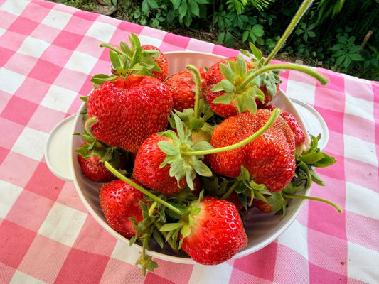 AC Valley Sunset Strawberry Plugs