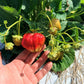 AC Valley Sunset Strawberry Plugs