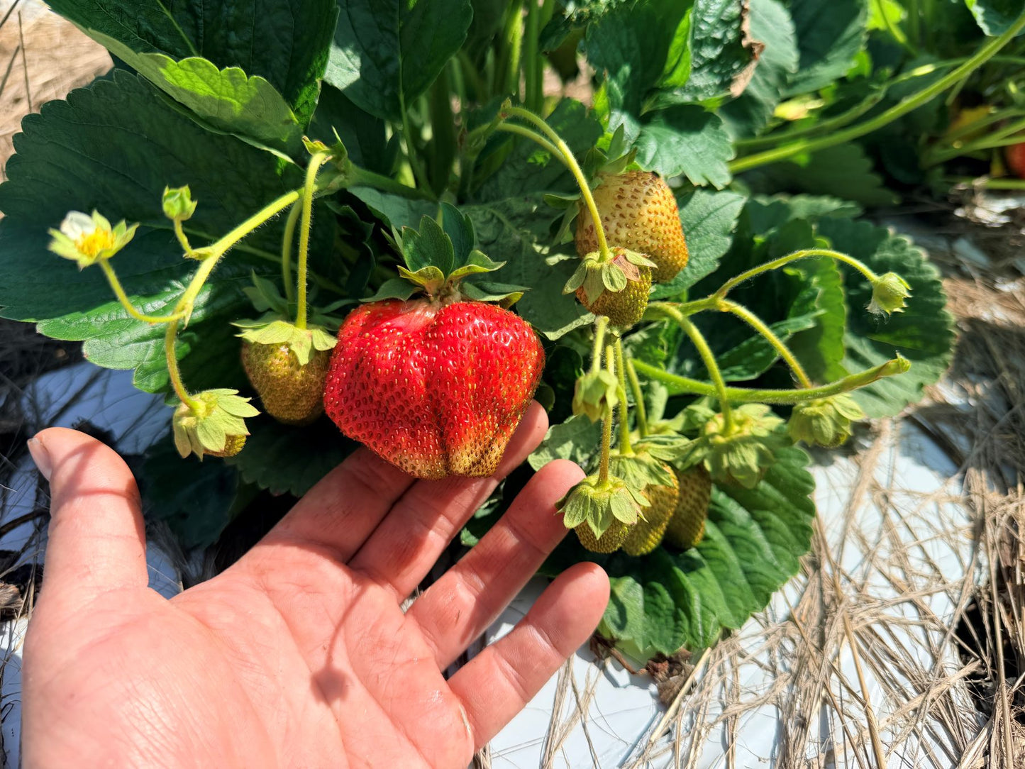 AC Valley Sunset Strawberry Plugs