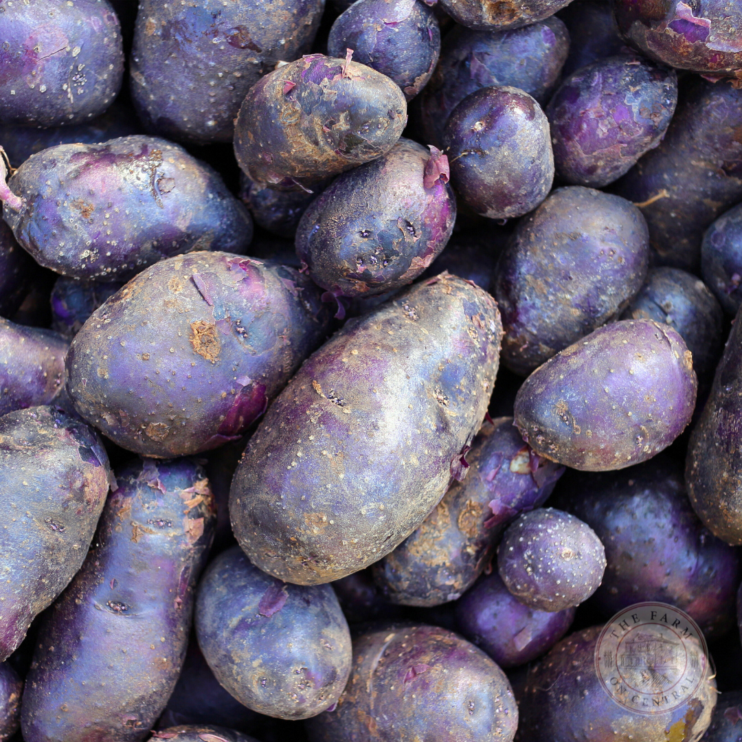 Adirondack Blue Potatoes